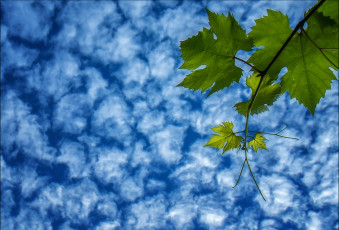 Картинка природа листья облака небо ветка виноград