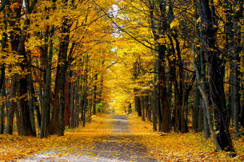 обоя природа, дороги, лес, осень