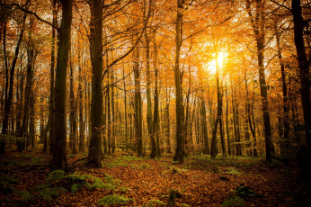 Картинка природа лес свет солнце ветки листья деревья осень