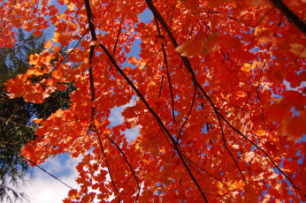 Картинка природа листья ветка небо