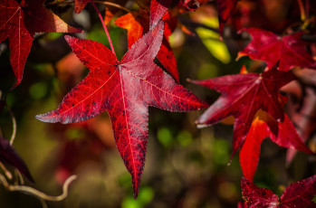 Картинка природа листья клен осень багрянец