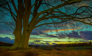 Картинка природа деревья дерево поле лес облака зарево небо