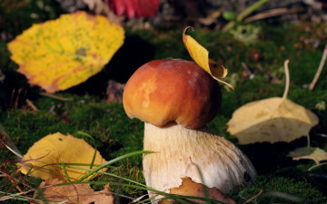 Картинка природа грибы лес осень