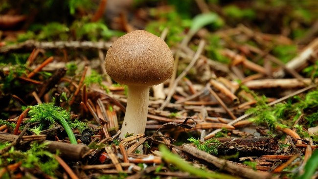 Обои картинки фото природа, грибы, лес, гриб
