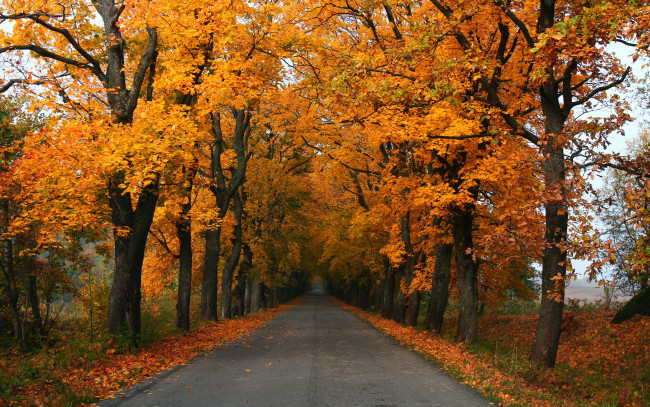 Обои картинки фото природа, дороги, листья, деревья, осень