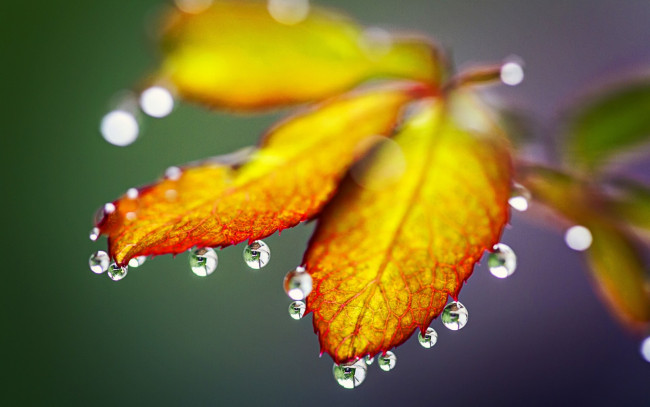 Обои картинки фото природа, листья, drops, rain, autumn, leaves, nature, капли, дождь, осень
