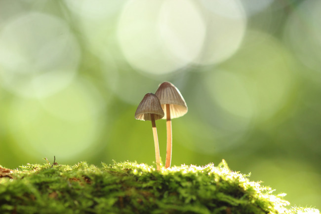 Обои картинки фото природа, грибы, мох, макро, пара, фон, зелёный, боке
