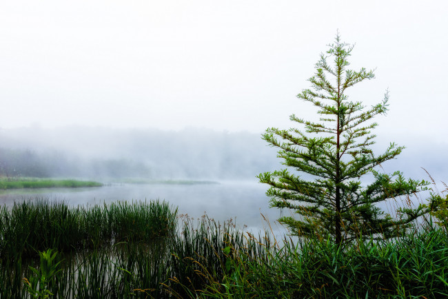 Обои картинки фото природа, реки, озера, река, туман