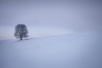 Картинка природа зима дерево снег поле