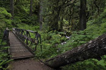 Картинка природа дороги лес мостик