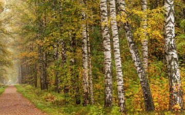 обоя природа, дороги, осень, pavlovsk, санкт-петербург, россия, листья, аллея, дорожка, парк, березы