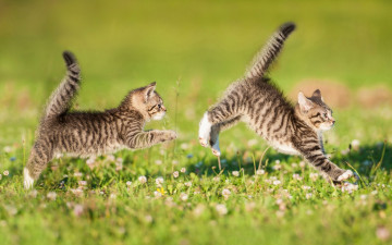 Картинка животные коты лужайка догонялки котята двойняшки парочка хвостики игра