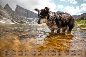 Картинка календари животные водоем 2018 собака