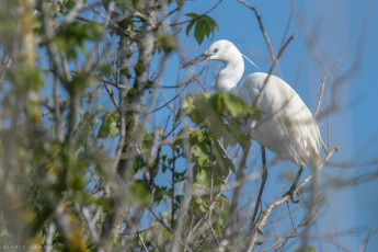 Картинка животные цапли +выпи листва оперение белая птица