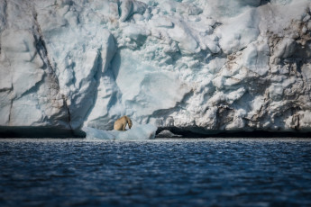 Картинка животные медведи льдины море айсберг снег лёд хищник полярный белый