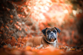 Картинка животные собаки природа осень листья собака