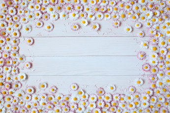 Картинка цветы хризантемы доски