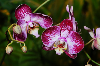 Картинка цветы орхидеи орхидея цветок цветение