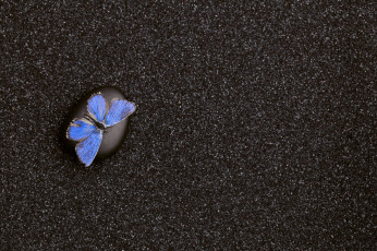 Картинка разное текстуры камень текстура бабочка песок