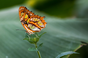 Картинка животные бабочки +мотыльки +моли макро нежность яркий цвета крылышки