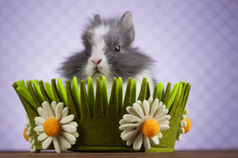 Картинка животные кролики +зайцы фон цветы корзинка кролик