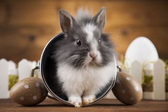 Картинка животные кролики +зайцы праздник ведерко кролик яйца