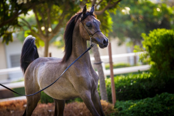 Картинка животные лошади грация позирует красавец арабский молодой конь