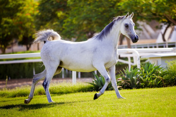 Картинка животные лошади хвост грива бег серый красавец солнце лето свет конь загон трава