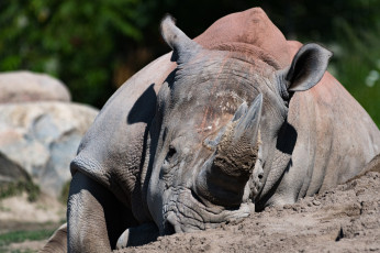 Картинка животные носороги морда мощь рог