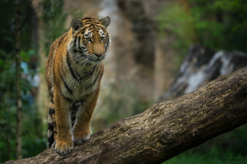 Картинка животные тигры детёныш подросток молодой бревно позирует морда красавец