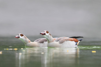 Картинка животные утки природа пара птицы озеро