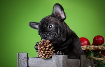 Картинка животные собаки фон ящик шишка щенок