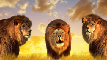 обоя животные, львы, природа, короли
