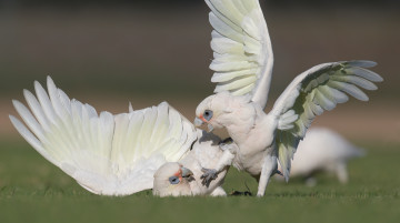 Картинка животные попугаи птицы драка природа