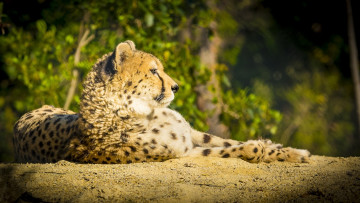 Картинка животные гепарды свет солнце профиль отдых поза лежит кошка