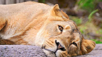 Картинка животные львы отдых