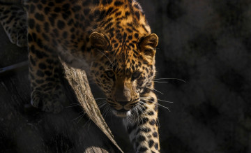 Картинка животные леопарды решётка внимание взгляд амурский зоопарк смотрит морда дальневосточный
