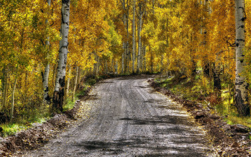 Картинка природа дороги дорога березы осень проселочная