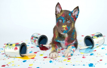 Картинка животные собаки краски щенок кисти