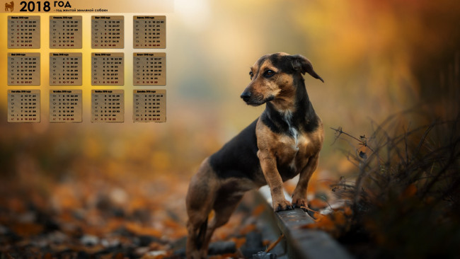 Обои картинки фото календари, животные, взгляд, 2018, собака