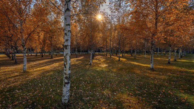 Обои картинки фото природа, парк, осень, березы, листопад