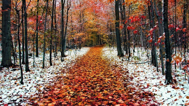 Обои картинки фото природа, парк, снег, листопад, осень