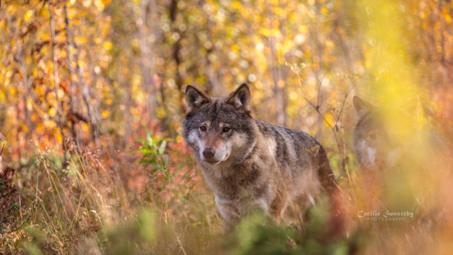 Обои картинки фото животные, волки,  койоты,  шакалы, портрет, осень, морда, хищник, волк