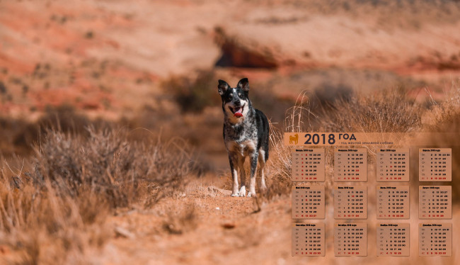 Обои картинки фото календари, животные, 2018, растения, взгляд
