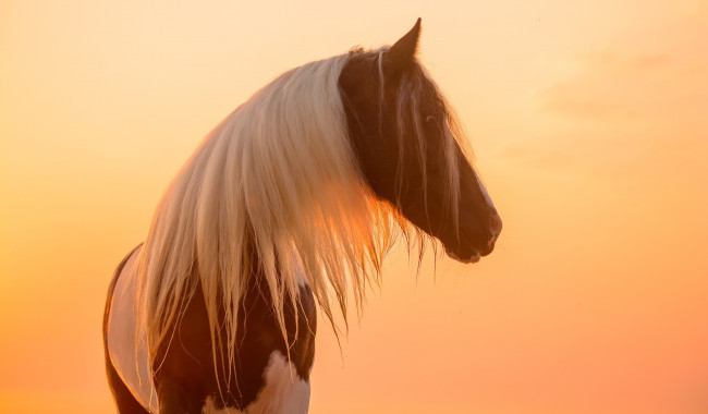 Обои картинки фото животные, лошади, профиль, закат, свет, солнце, позирует, морда, грива, красавец, пегий, окрас, конь