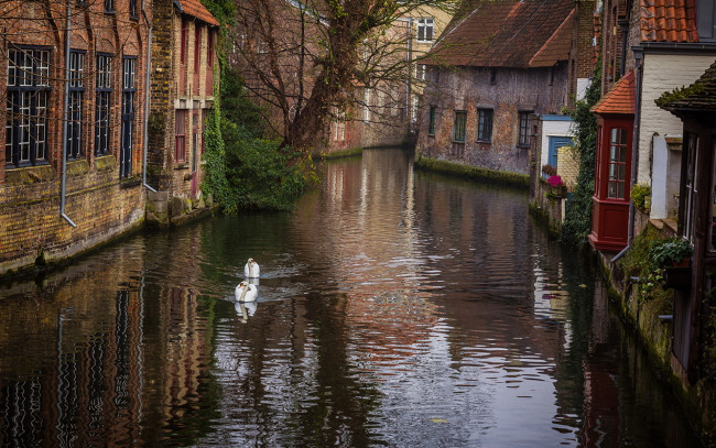 Обои картинки фото города, брюгге , бельгия, лебеди, дома, канал