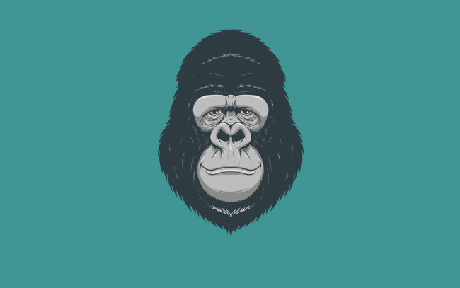 Обои картинки фото рисованное, минимализм, обезьяна, monkey, голова, gorilla, горилла