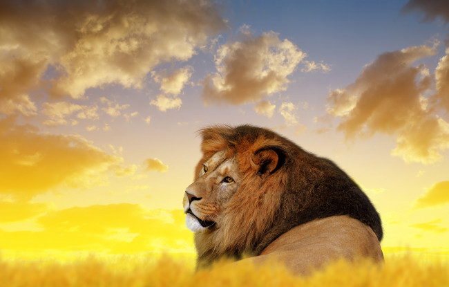 Обои картинки фото животные, львы, кошка, лев, король, природа