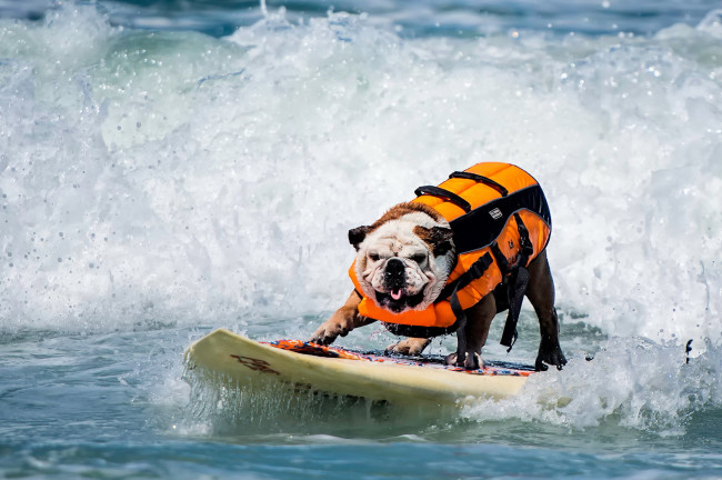 Обои картинки фото животные, собаки, серфинг