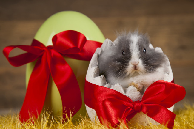 Обои картинки фото животные, кролики,  зайцы, лента, яйцо, кролик, праздник